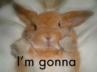 Mama said knock you out! | Cute bunny gif, Cute baby animals, Funny rabbit