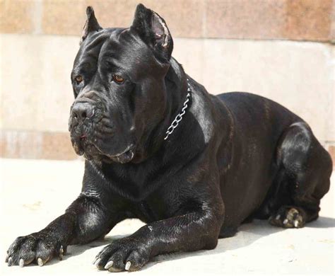 59+ Cane Corso Italian Mastiff Puppies Picture - Bleumoonproductions