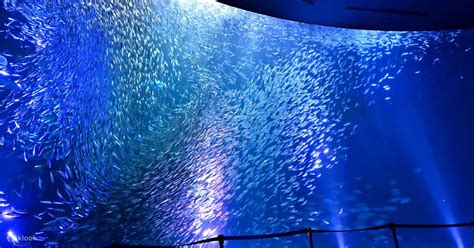 Port of Nagoya Public Aquarium - Klook United States