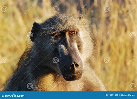 Chacma Baboon Papio Ursinus Or Cape Baboon Red Behind Close Up Walking ...