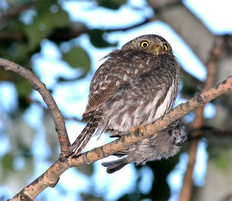 Northern Pygmy-Owl Research — Colorado Avian Research and ...