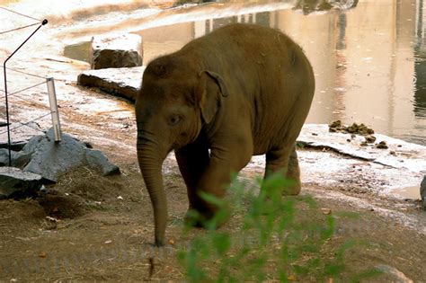 Antwerp zoo, Belgium | Flickr - Photo Sharing!