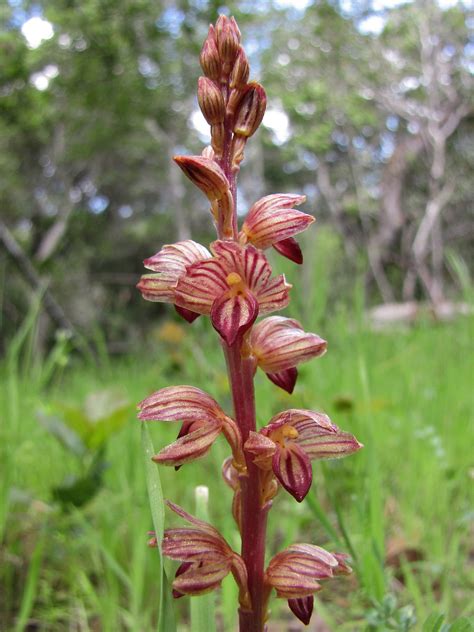 Striped coralroot orchid clipart 20 free Cliparts | Download images on Clipground 2023