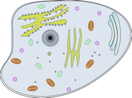 SOP: Preparing animal and plant cell slides | ASSIST