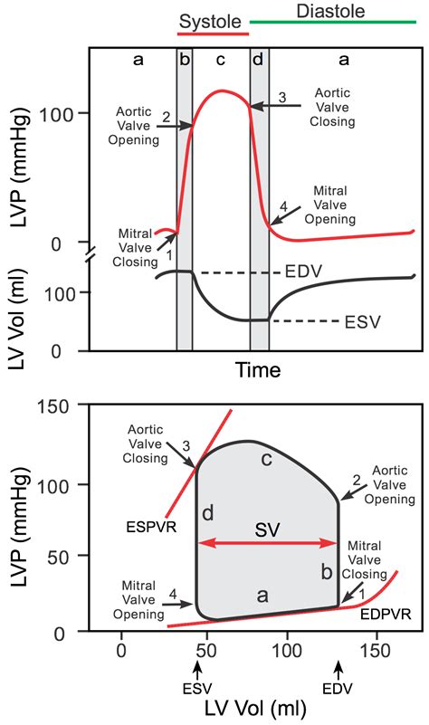 CV Physiology | Ventricular Pressure-Volume Relationship