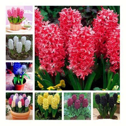 100PCS Hyacinth Assorted Varieties Seeds OutletTrends.com Free Shipping ...