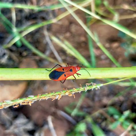 A Red bug - Free Image by Zoologist diz on PixaHive.com