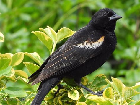 Male Red-Winged Blackbird in Spring Photograph by J McCombie - Fine Art America