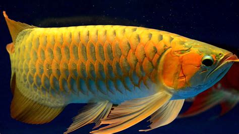 Arowana Aquarium Fish Price - 1920x1080 Wallpaper - teahub.io