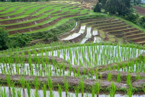 Chiang Mai Rice Terraces stock image. Image of field - 141527221