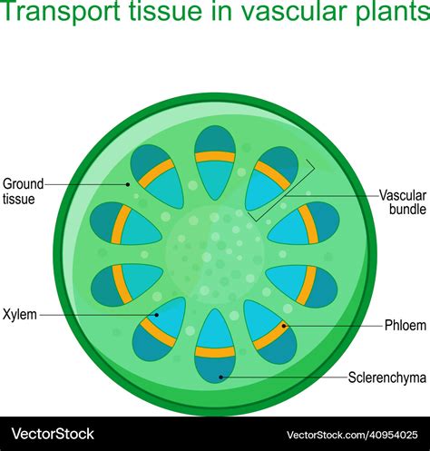 Vascular System In Plants