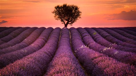 1920x1080 Resolution Lavender Field 1080P Laptop Full HD Wallpaper ...