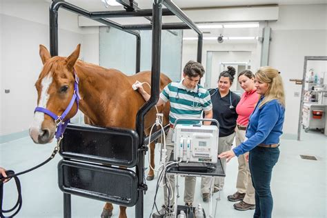 Applications open for Early Admission Program at College of Veterinary ...