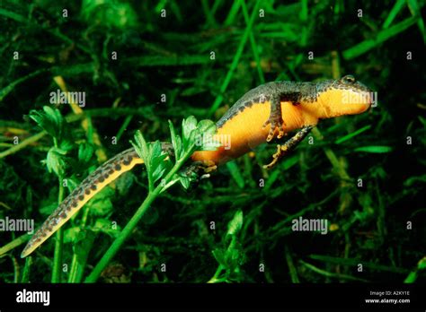 Newt eggs hi-res stock photography and images - Alamy