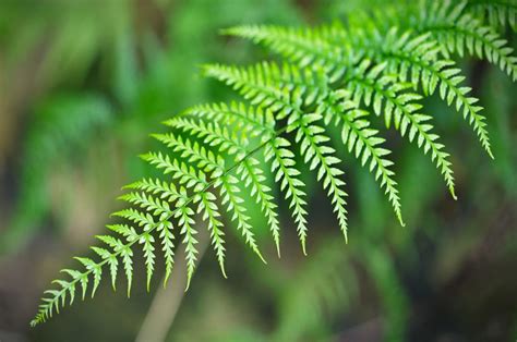 Amazing Evergreen Ferns To Add To Your Garden