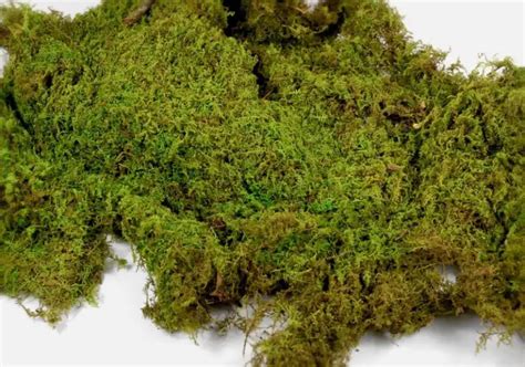 peat-moss | Gardening ABC