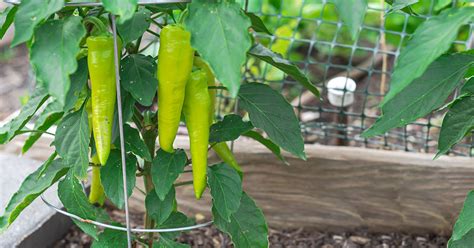 Cubanelle Pepper Growing & Care Guide - The Garden Magazine