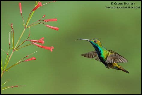 15 Hummingbirds of Trinidad ideas | trinidad, hummingbird, beautiful birds