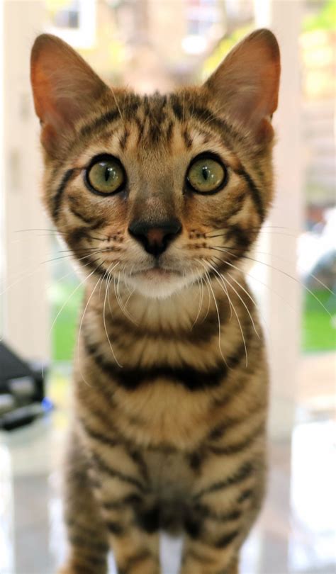 4 month old Toyger kitten. Relatively new breed of cat in the UK and very intelligent. This one ...