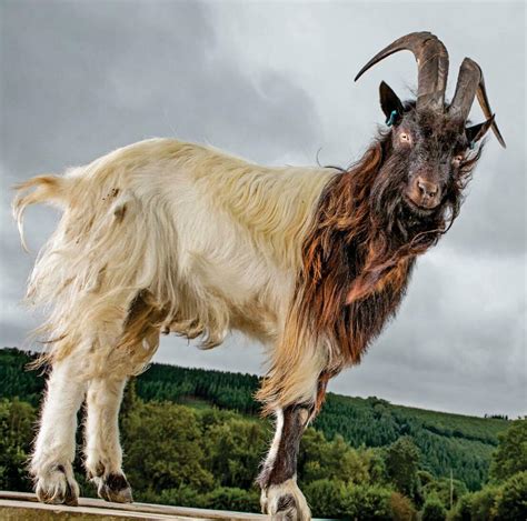 Native breeds: Bagot goat