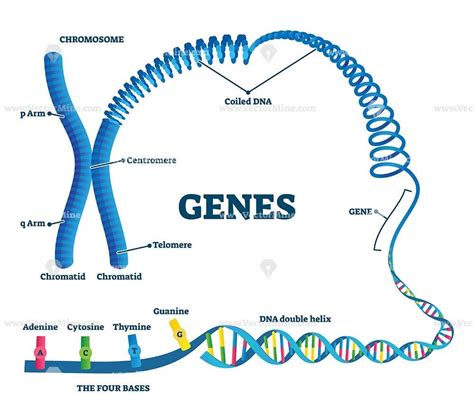 Genes vector illustration - VectorMine | Human genome, Genome project, Dna and genes