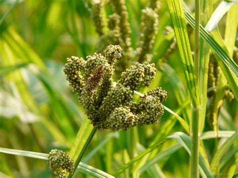 Eleusine coracana (L.) Gaertn. | Poaceae (formerly and, also… | Flickr