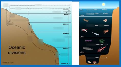 Oceanic Trenches Diagram | Quizlet