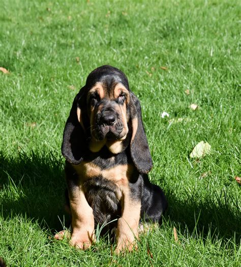 Bloodhound Puppies | Graceminster Bloodhounds & Basset Hounds