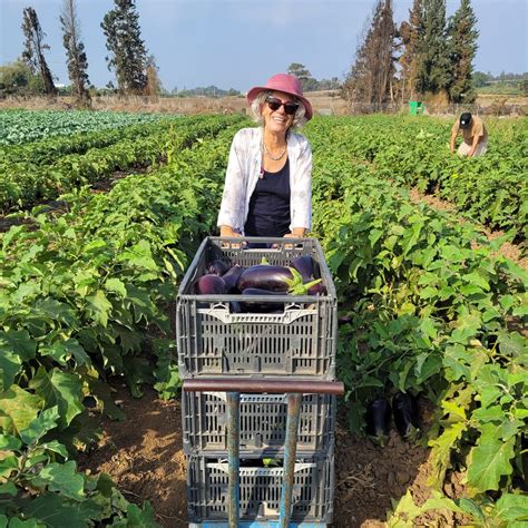 Fields of Conflict: Navigating Israel’s Wartime Agricultural Challenges ...