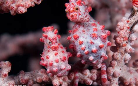 Pygmy Seahorse Facts & Images | Dr Richard Smith - Ocean Realm Images