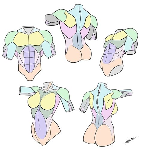 Female Torso Anatomy