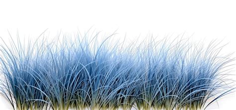 Premium Photo | Blue fescue grass border isolated on white background