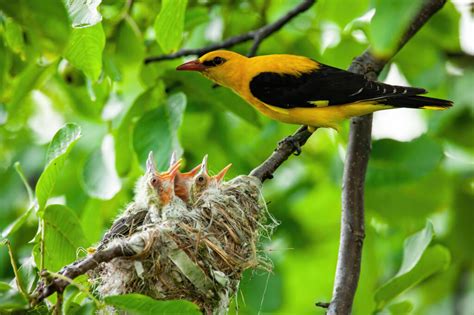 Top 12 Birds That Look Like Orioles | Bird Guide