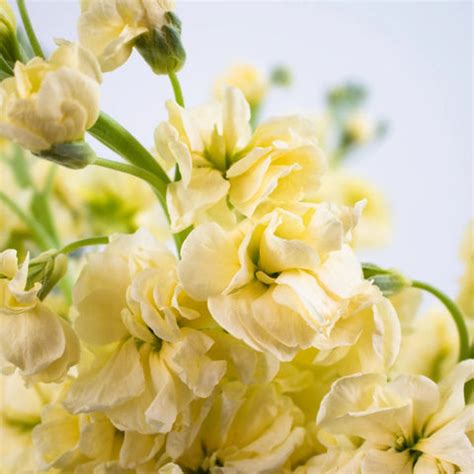 Buy Wholesale Light Yellow Stock Flower in Bulk - FiftyFlowers