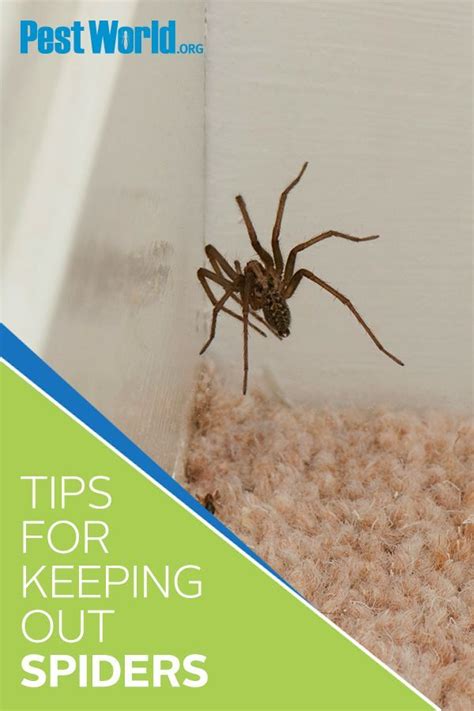 Spiders are common household pests that provide a form of natural pest control, but they can ...