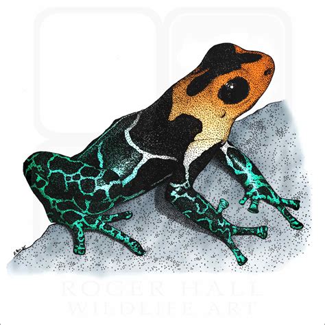 Red-Headed Poison Dart Frog - Signed Fine Art Print