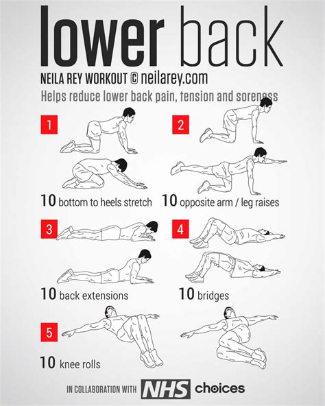 Lower Back | Lower back exercises, Exercise, Back exercises