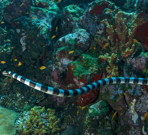 Eel Hunter: The Amphibious Life of Sea Kraits