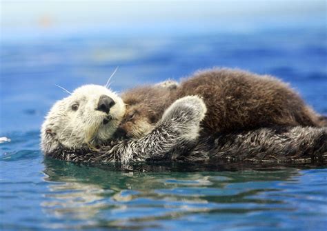 Adorable Photos of Baby Otters That'll Make Your Day Better | Reader's ...