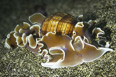 Check the Sea. Web de buceo y fotografía submarina de las Islas Canarias: MOLUSCOS