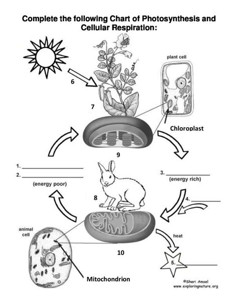 Photosynthesis And Cellular Respiration Worksheets