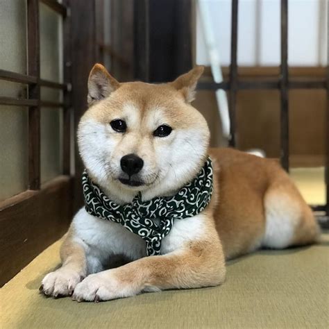 Shiba-inu cafe! #japan #kyoto #shibainu #dogs | Cute animals, Shiba inu, Shiba