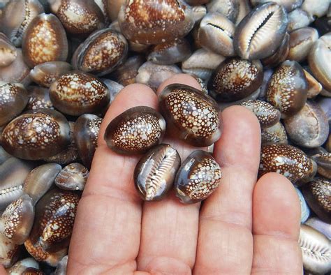 Ocean Watch: Exquisite cowry shells are to be admired | Honolulu Star ...