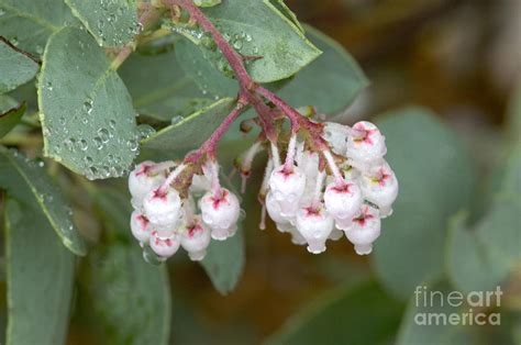 Manzanita Flowers Photograph by Inga Spence - Pixels