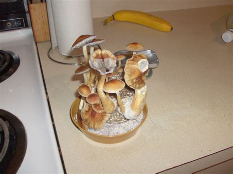 Pf tek done right TEK - Mushroom Cultivation - Shroomery Message Board