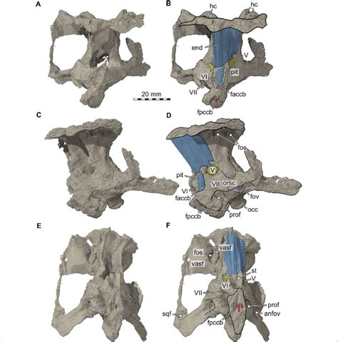 3D renderings of the braincase of Proganochelys quenstedtii (SMF ...