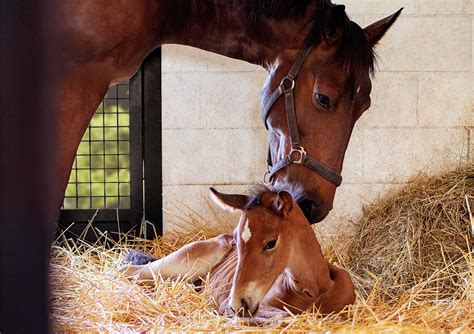 Mare & Foal Care Solutions