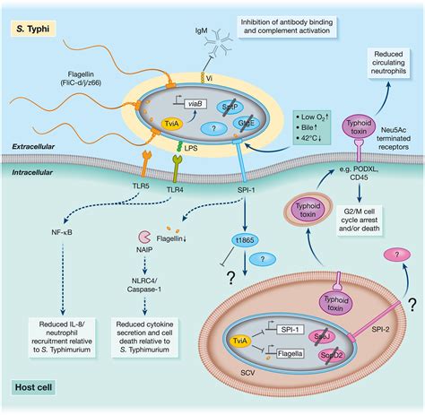 Salmonella Typhi Microbiology Pathogenesis Infection Disease | The Best Porn Website