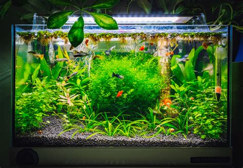 Live Aquarium Plants for Beginners - easy fish care