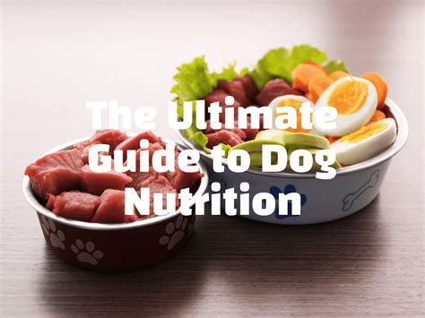 The Ultimate Guide to Dog Nutrition: Everything You Need to Know - Ask ...